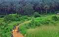 Image 4The road from Kenema to Kailahun District (from Sierra Leone)