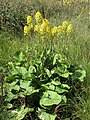 Ligulaire de Sibérie (Ligularia sibirica).