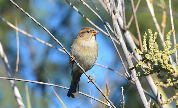 Moineau (femelle)