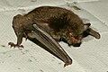 Wasserfledermaus (Myotis daubentonii)