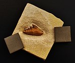 Isolated Tooth of Notidanoides