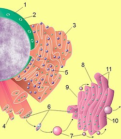 Shema položaja jedra, ER i Golđijevog (Golgi) kompleksa: 1 - jedro 2 - kompleks jedarne pore 3 - granulisani ER 4 - glatki ER 5 - ribosomi 6 - proteini 7 - transportna vezikula 8 - Golđijev kompleks 9 - cis-strana Golđijevog kompleksa 10 - trans-strana Golđijevog kompleksa 11 - cisterne Golđijevog kompleksa