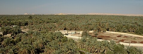 L'oasis de Siwa.