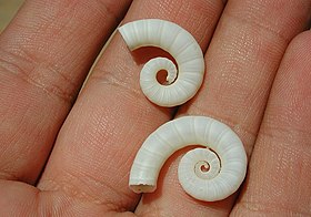 Conchas de Spirula spirula. Estas conchas flutuantes se espalham pelas praias de todo o mundo, mas a lula em si raramente é avistada.[2]