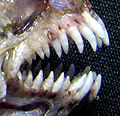 Denture de tanche-tautogue (Îles-de-la-Madeleine 2006)