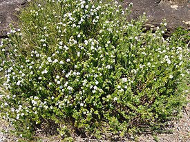 Neidonrosmikki (Westringia fruticosa)