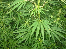 Cannabis sativa