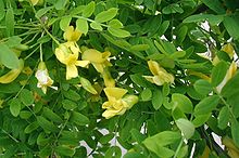 Caragana-arborescens-flowers.JPG