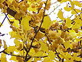 Des feuilles et des ovules de ginkgo.