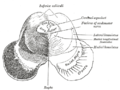 Coupe transversale du mésencéphale au niveau des colliculi inférieurs.