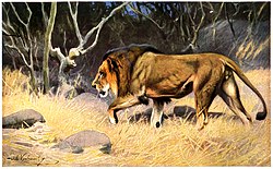 Panthera leo