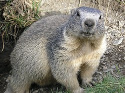 Murmeldyr (Marmota marmota)