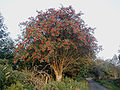 Image 16Rowan tree in Wicklow, Ireland (from List of trees of Great Britain and Ireland)