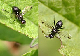 Муравьевидка Sepsis fulgens (Sepsidae)