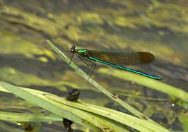 Calopteryx amata