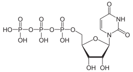 Structuurformule van uridinetrifosfaat