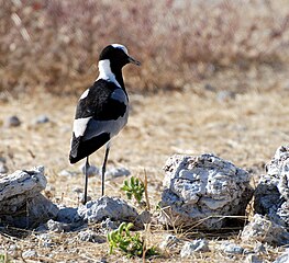 At Etosha pan, Namibia