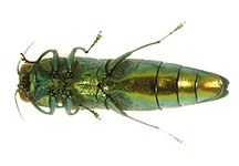 Underside of an adult emerald ash borer.