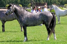 3 years old Welsh B "Shangri-La" in pony show in Finland.