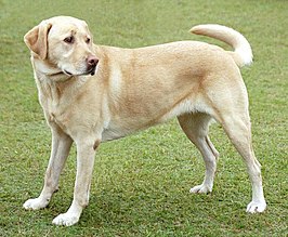 Blonde labrador-retriever