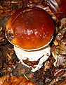 Cep (Boletus edulis)