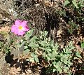 Cistus albidus