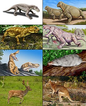 Разнообразие терапсид. 1-й ряд: биармозух, мосхопс вида Moschops capensis; 2-й ряд: Myosaurus[англ.], иностранцевия вида Inostrancevia alexandri; 3-й ряд: Pristerognathus, 3-й ряд."Adelobasileus cromptoni"