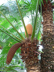 Cycas circinalis kun malnovaj kaj novaj strobiloj