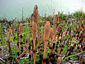 Fertile shoots, in late April