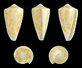 Conus flavescens