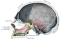 Kafatasının sagittal kesiti.