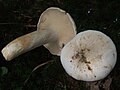 Lactarius piperatus