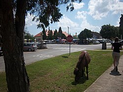 Markušica, centar