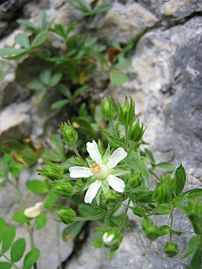 Potentilla o Cinquefoglie