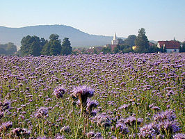 Phacelia (soort)