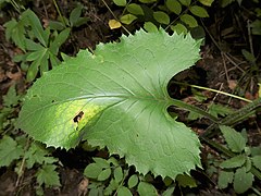 葉の先は尾状鋭突頭、基部は深い心形。縁に鋭い鋸歯がある。