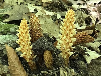 American cancer-root, Conopholis americana, June