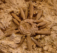 Balanocidaris marginata, un Psychocidaridae fossile.