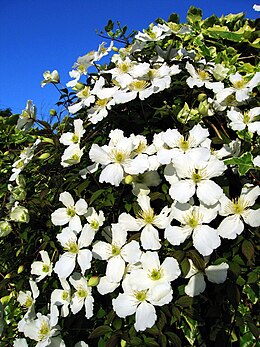 Hegyi iszalag (Clematis montana)