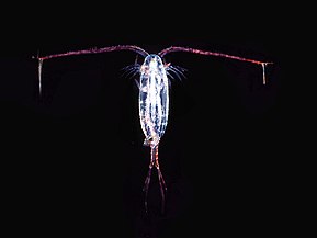 Copepod