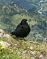 Gralla de bec groc (Pyrrhocorax graculus)