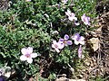 Cargola de roca (Erodium foetidum)