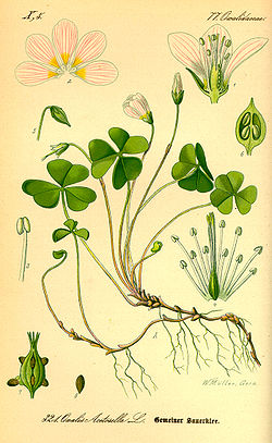 Oxalis acetosella (Flora von Deutschland, Österreich und der Schweiz).