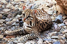 Ocelotas (Leopardus pardalis)