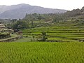 Rice fields at Martung in August