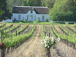 Vignoble près de Stellenbosch, Afrique du Sud.