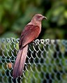 Andaman coucal