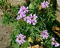 Plant of Iberis-umbellata