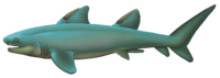 Cartilaginous fish