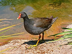 Dusky moorhen, Gallinula tenebrosa